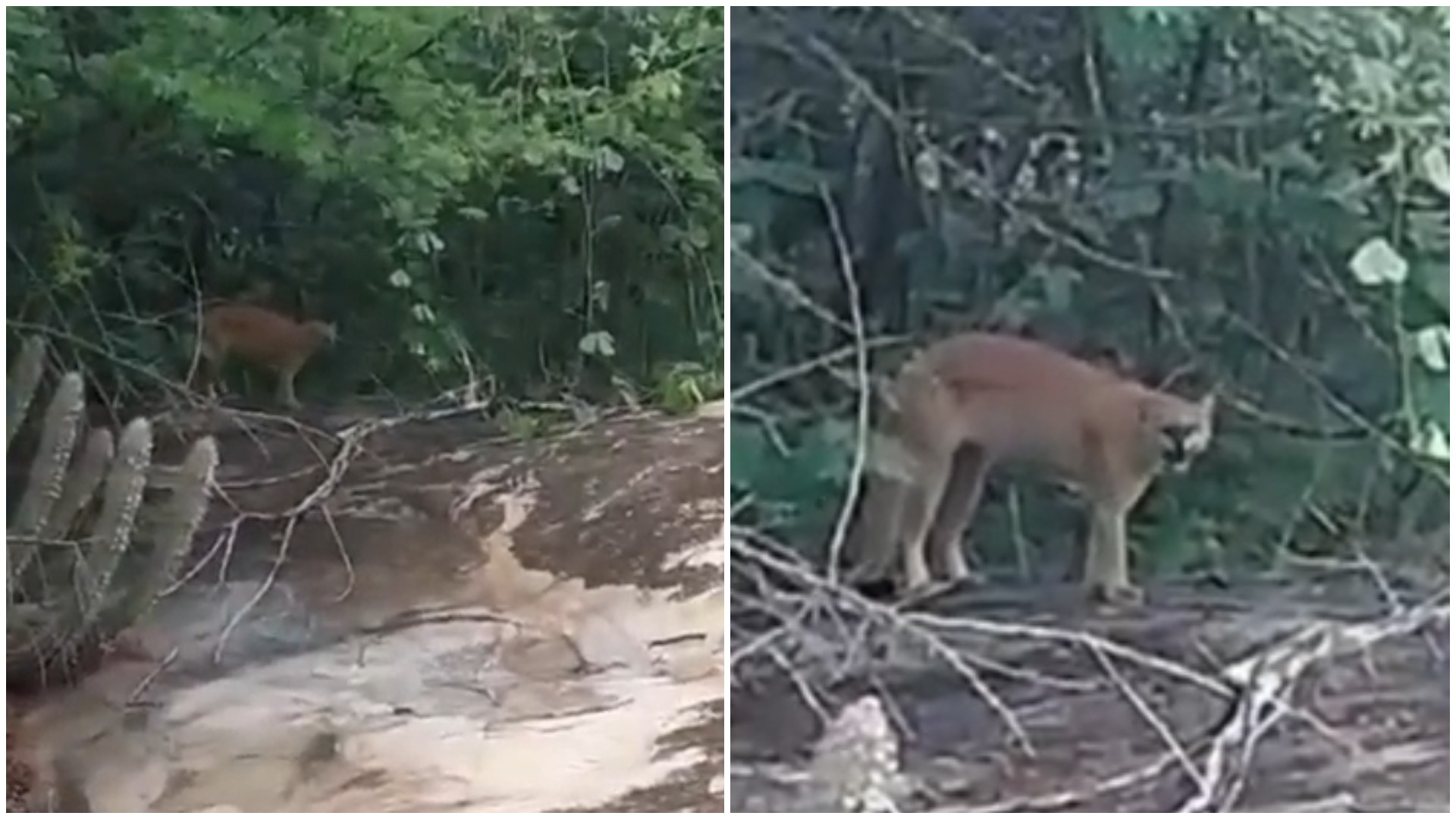 foto Not&iacute;cia Sobral